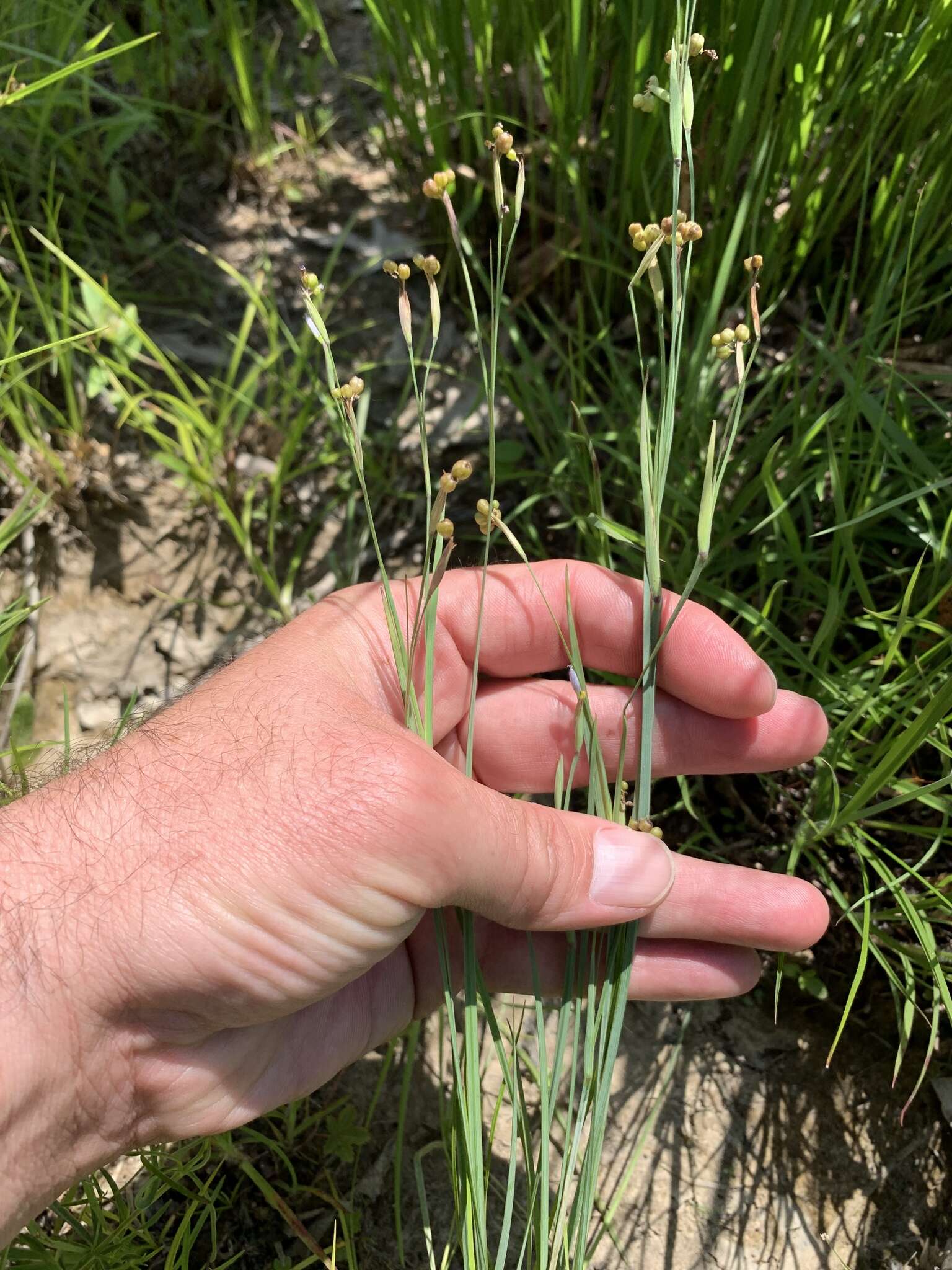 Image of eastern blue-eyed grass