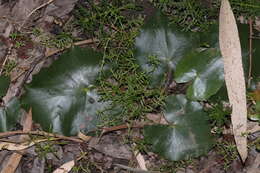 Image of Wavy Marshwort