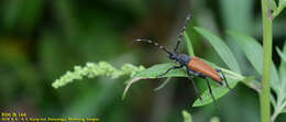 Image of Stictoleptura variicornis (Dalman 1817)