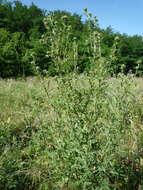Image of <i>Cirsium <i>vulgare</i></i> subsp. vulgare
