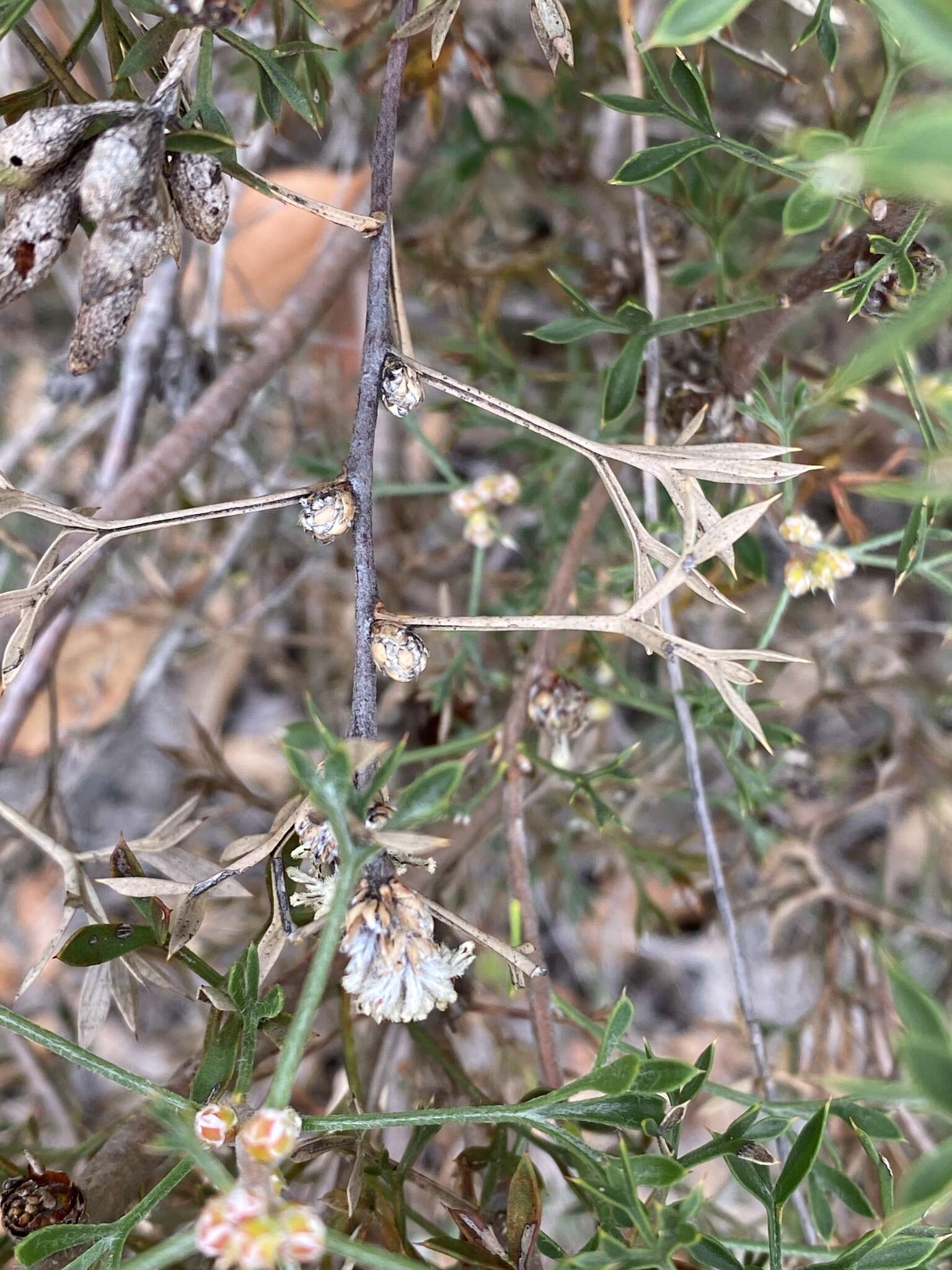 Image of Petrophile squamata R. Br.