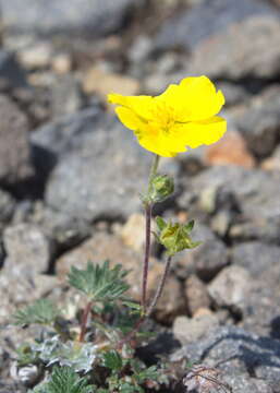 Image of Potentilla vulcanicola Juz.