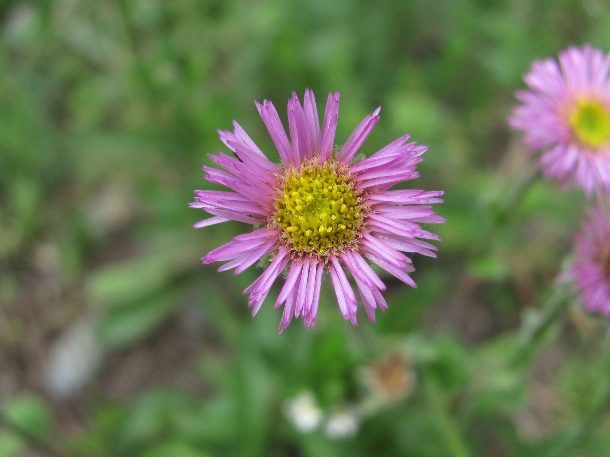 Image de Erigeron caucasicus Stev.