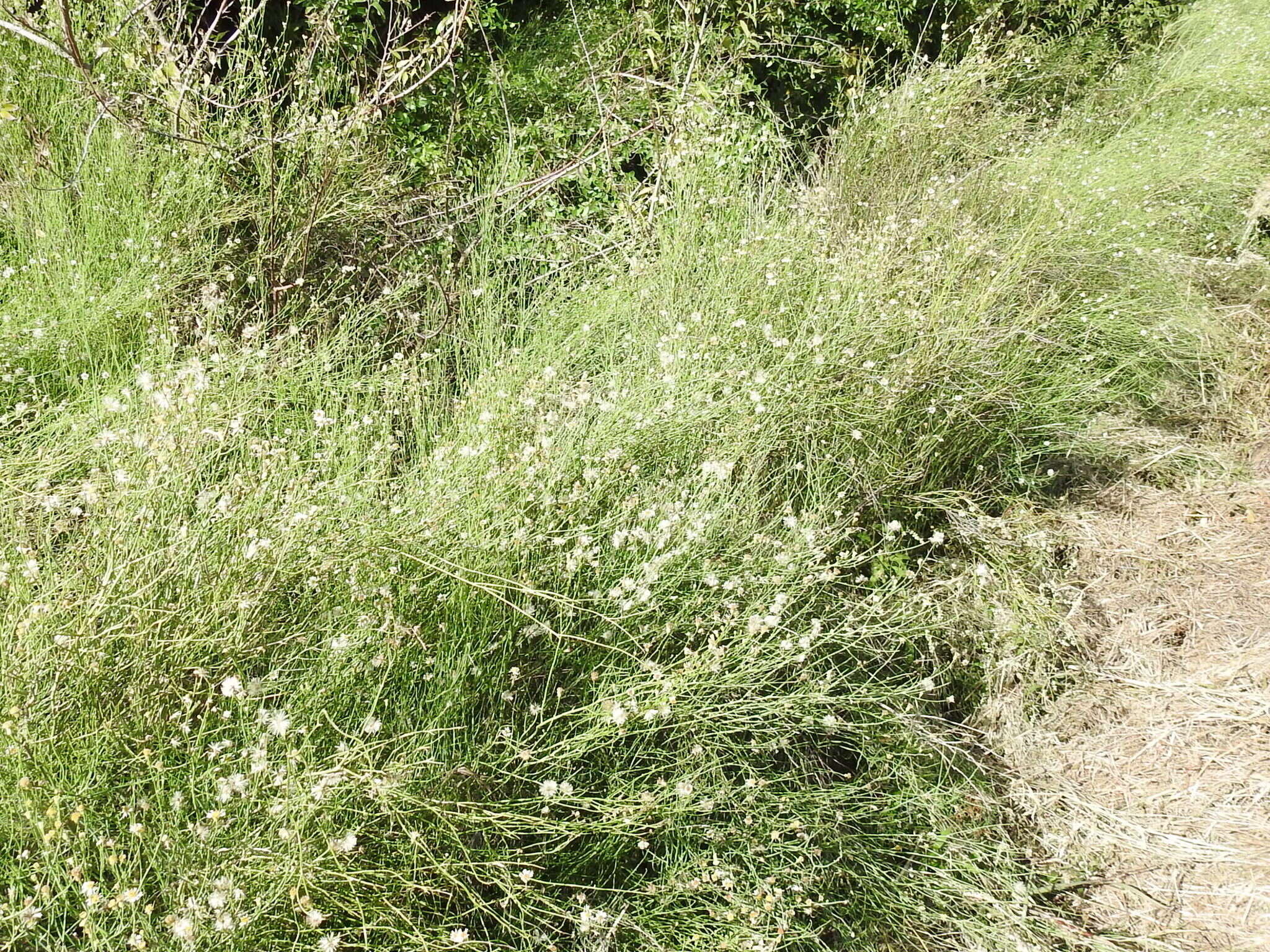 Image of Mexican-Devilweed