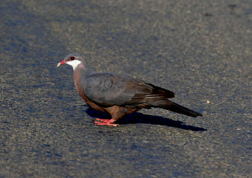 Image de Pigeon à gorge blanche