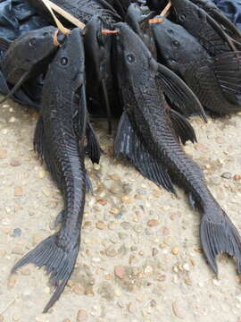 Image of Amazon sailfin catfish