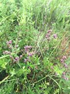 Image of Brazilian vervain