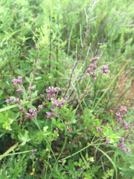 Image of Brazilian vervain