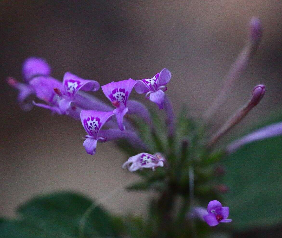 Image of Hypoestes longituba Benoist