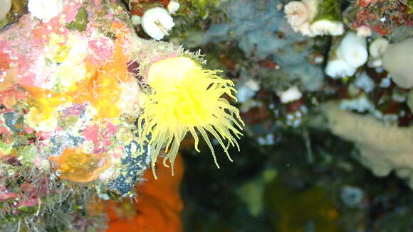 Image of Sunset cup coral