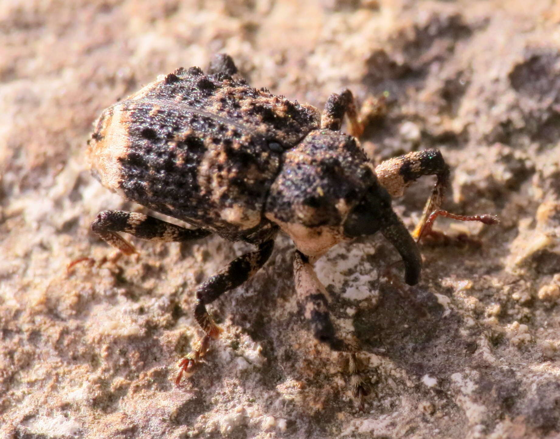 Image of Weevil