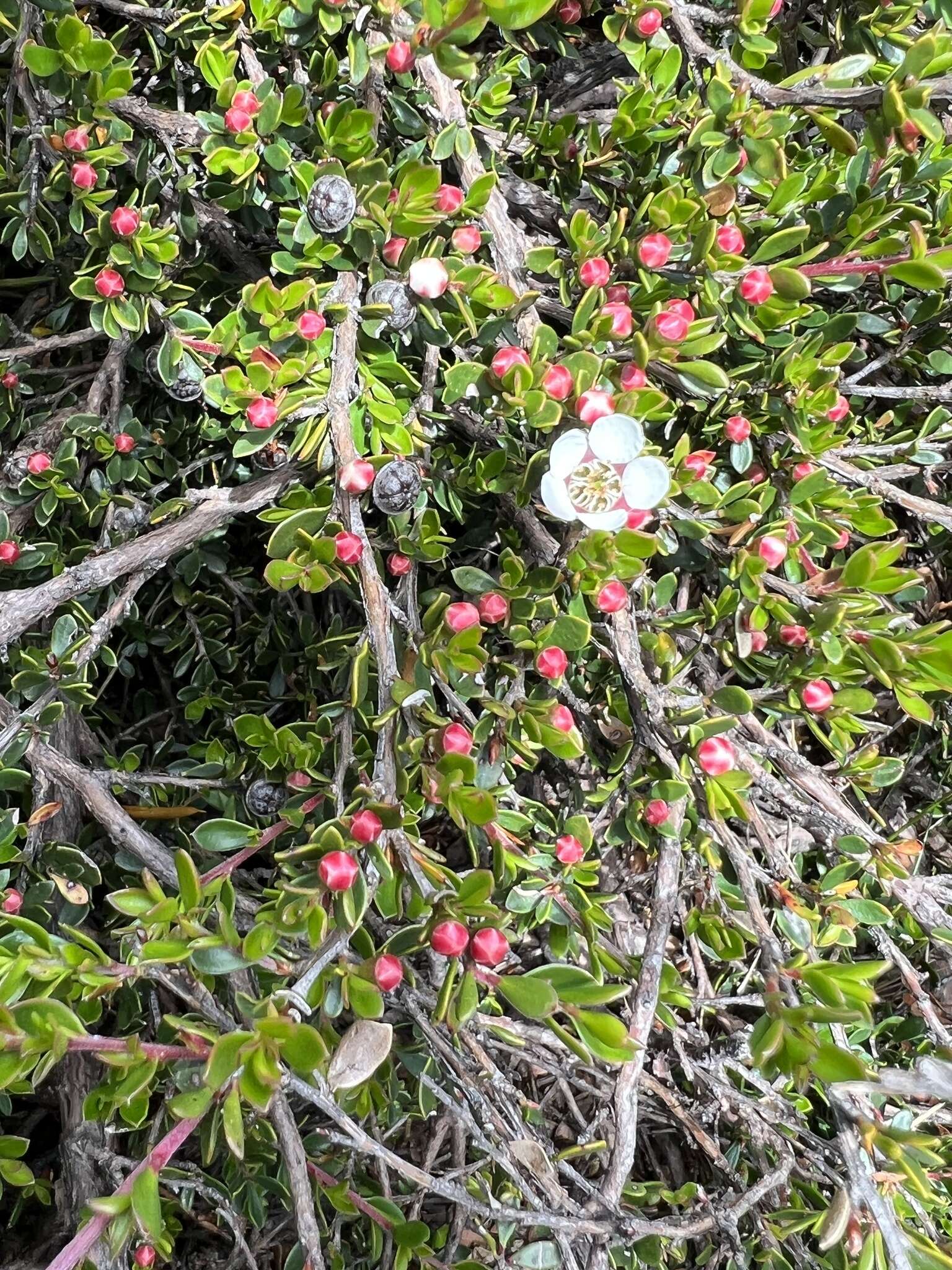 Sivun Leptospermum rupestre Hook. fil. kuva