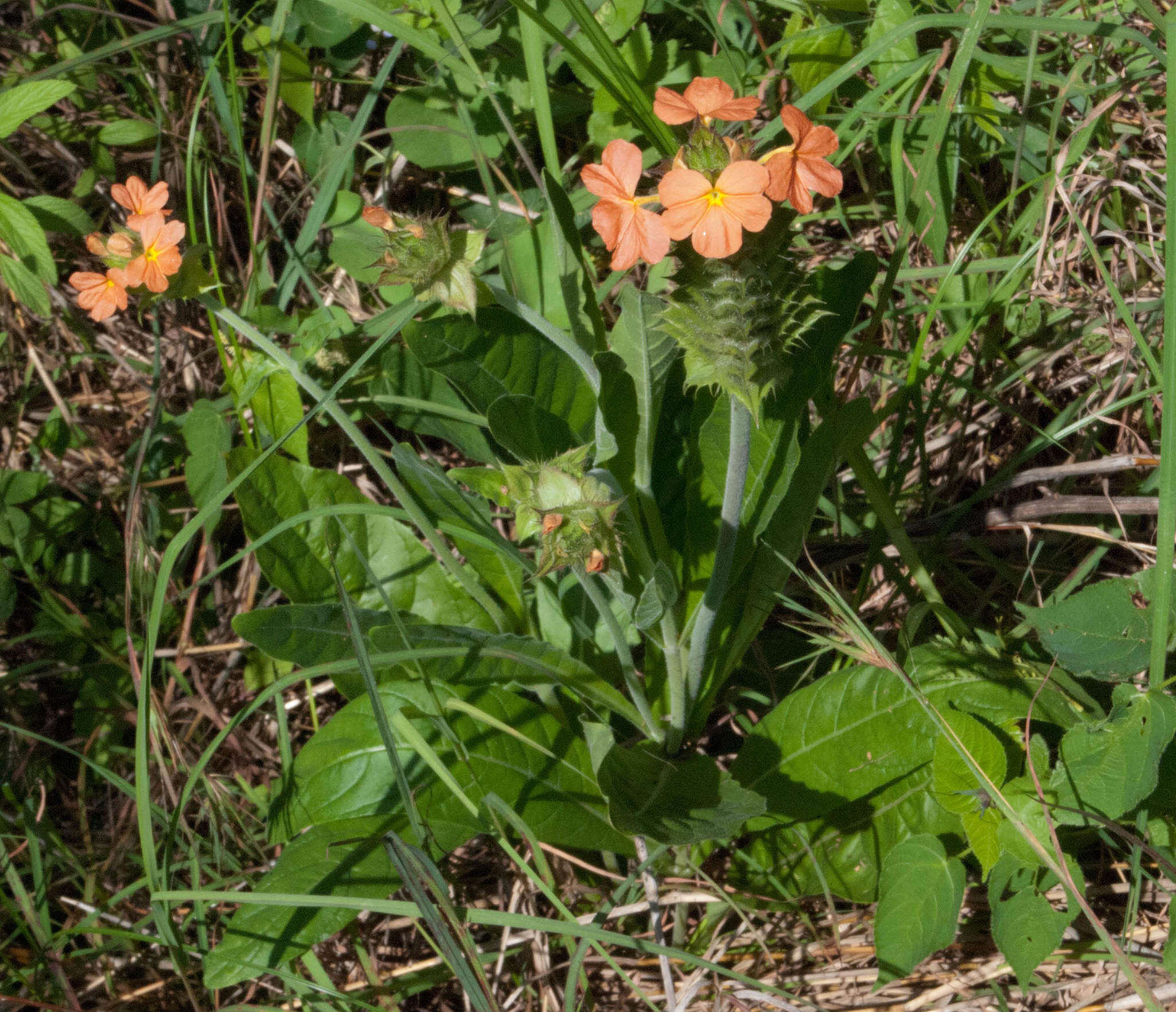 Image of Crossandra greenstockii S. Moore