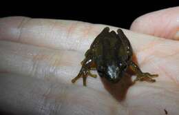 Image of Dendropsophus bogerti (Cochran & Goin 1970)