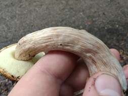 Image of Pulveroboletus atkinsonianus (Murrill) L. D. Gómez 1997