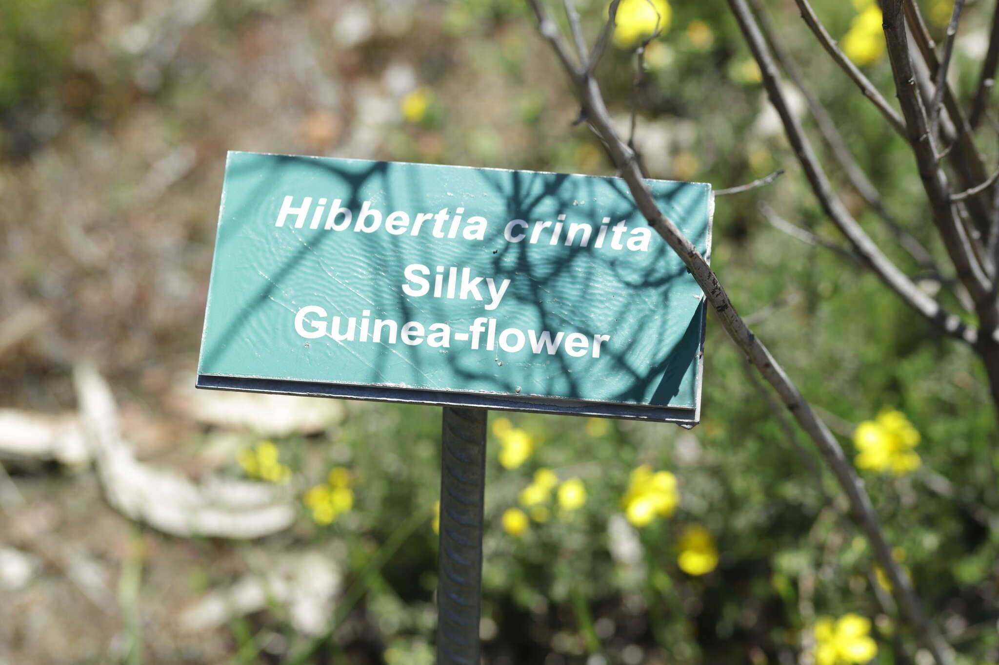 Image of Hibbertia crinita H. R. Toelken