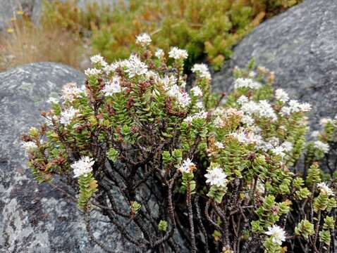 Image of Veronica buchananii Hook. fil.