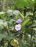 Image de Brunfelsia grandiflora D. Don