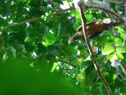 Image of MacKinlay's Cuckoo-Dove