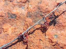 Image of Adromischus umbraticola C. A. Smith