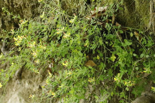 Слика од Cytisus hirsutus L.