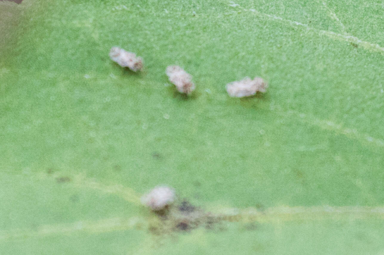 Image of Chrysanthemum Lace Bug