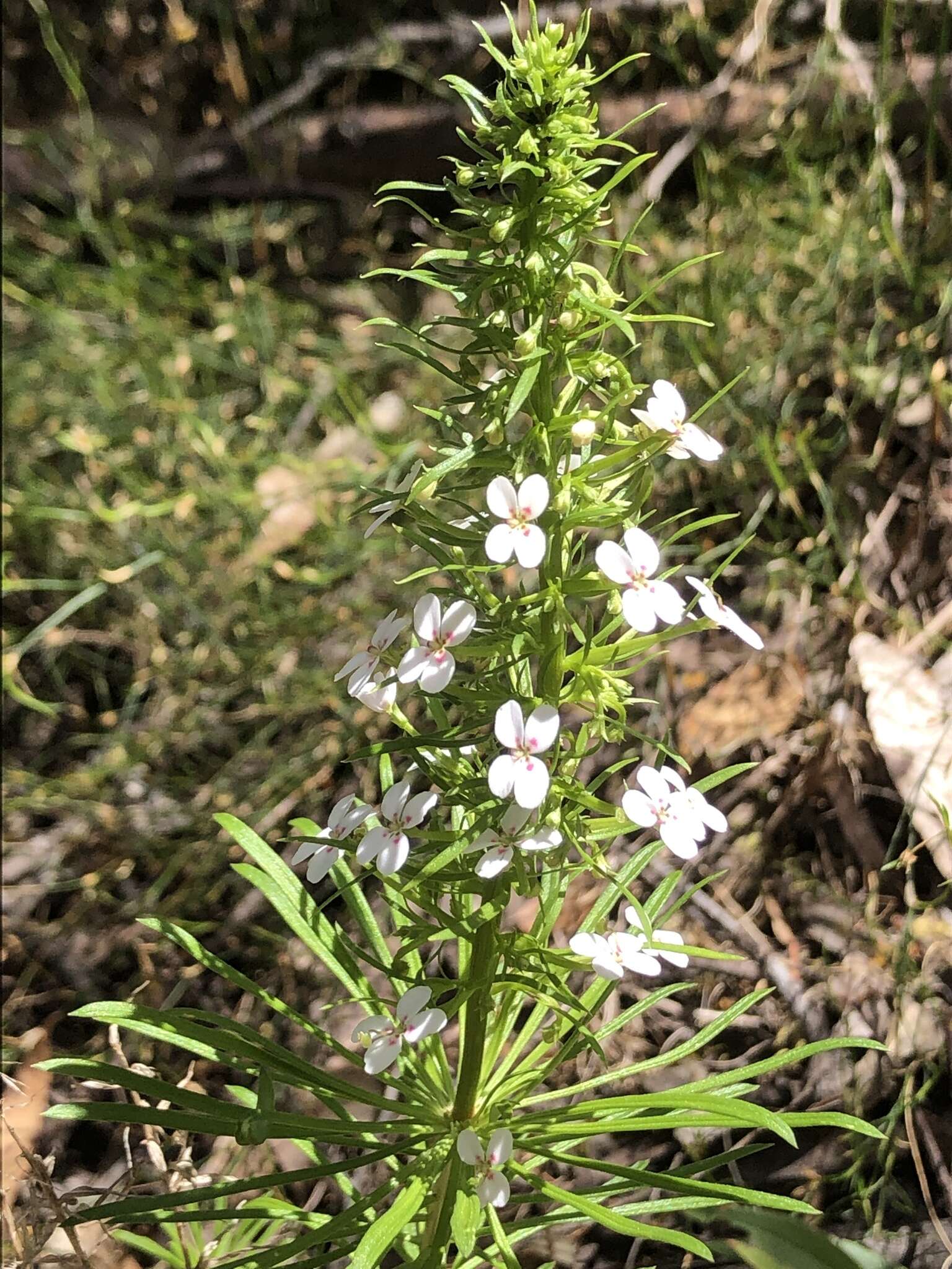 Sivun Stylidium adnatum R. Br. kuva