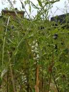 Image of northern slender lady's tresses