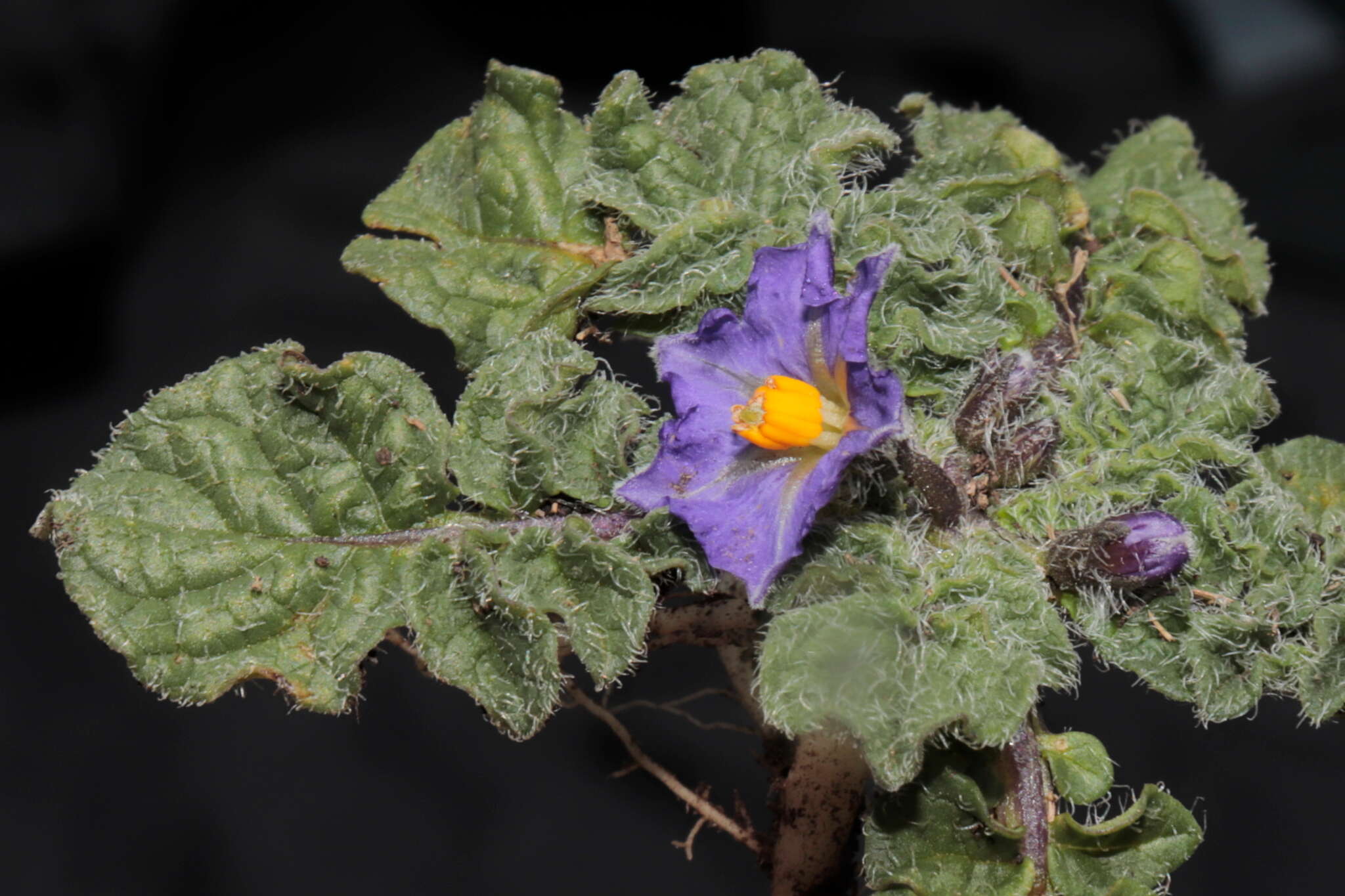 Image of Solanum acaule Bitter