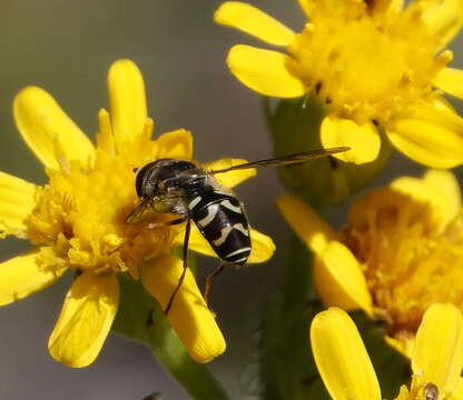 Imagem de Dasysyrphus creper (Snow 1895)