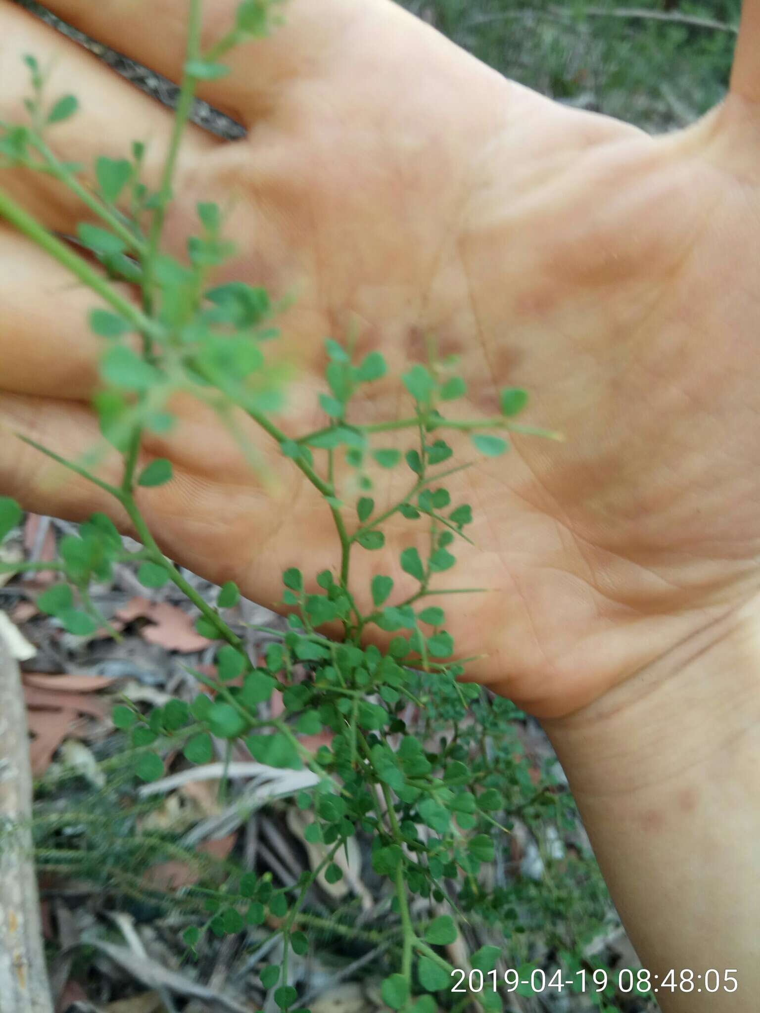 Sivun Bossiaea obcordata (Vent.) Druce kuva