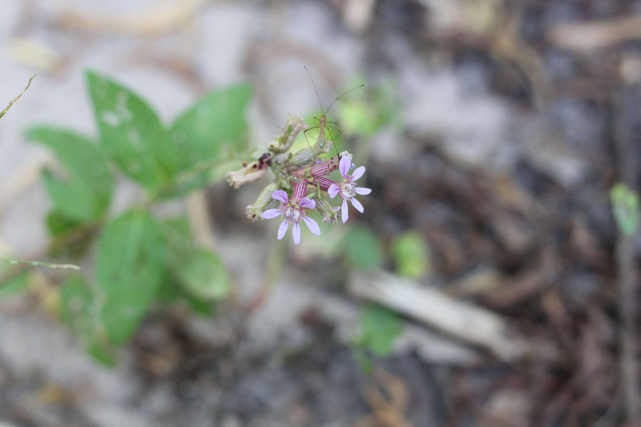 Image of Sticky Waxweed