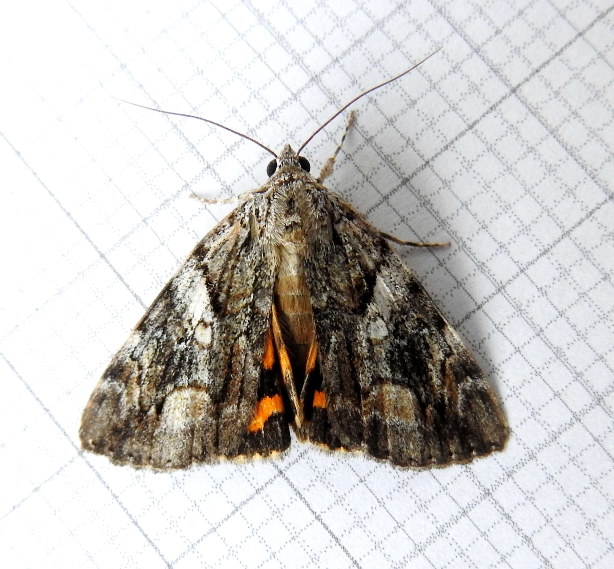 Image of Wonderful Underwing