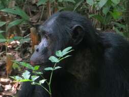 Image of Eastern Chimpanzee