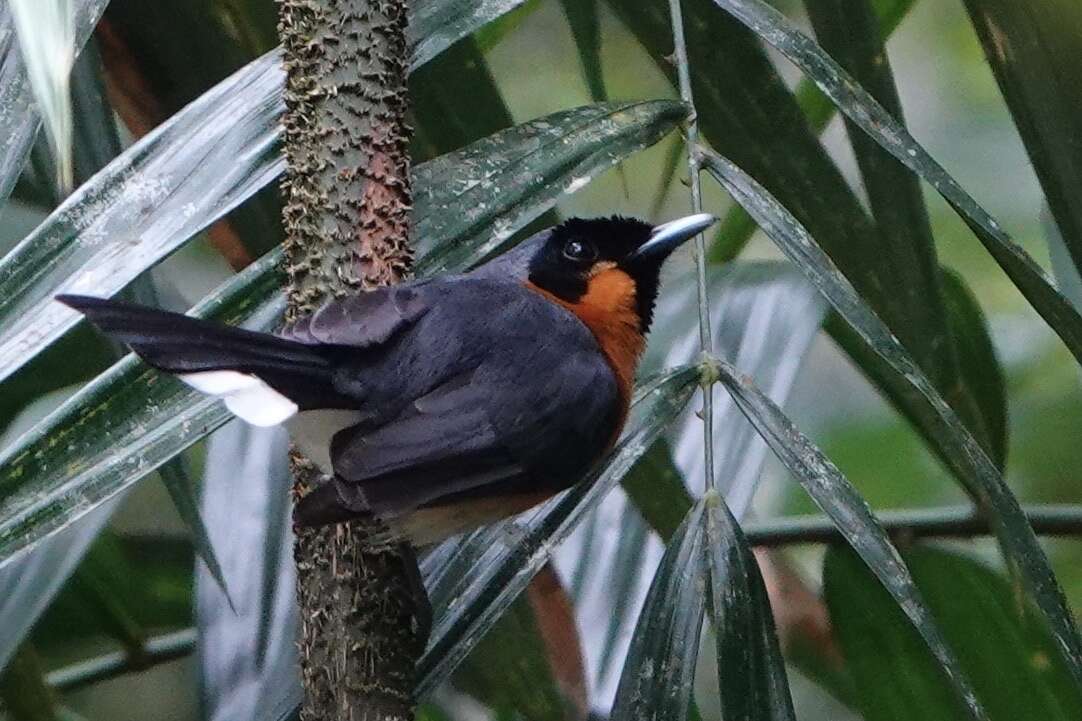 Image of Spectacled Monarch