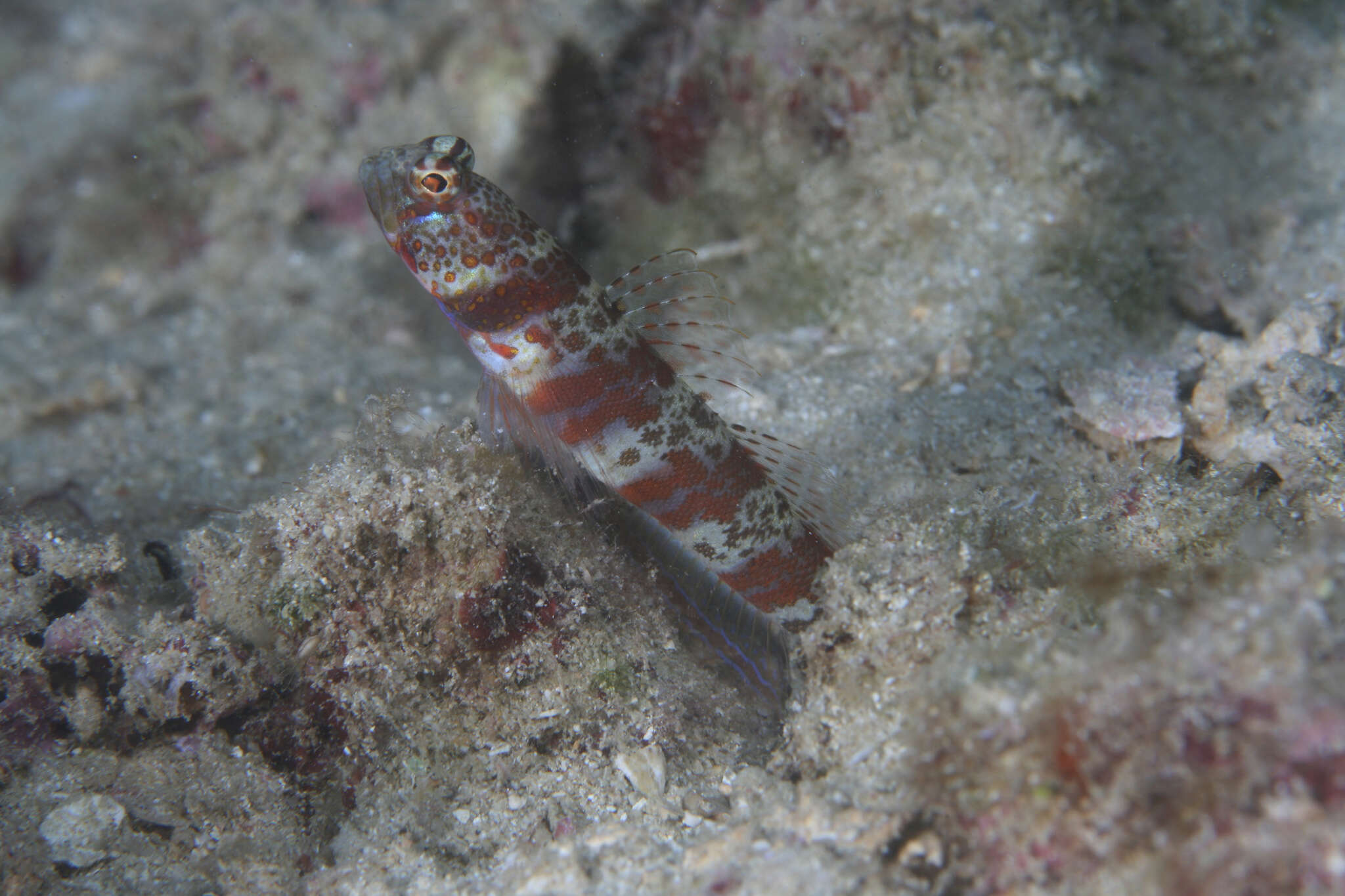 Image of Broad-banded shrimpgoby