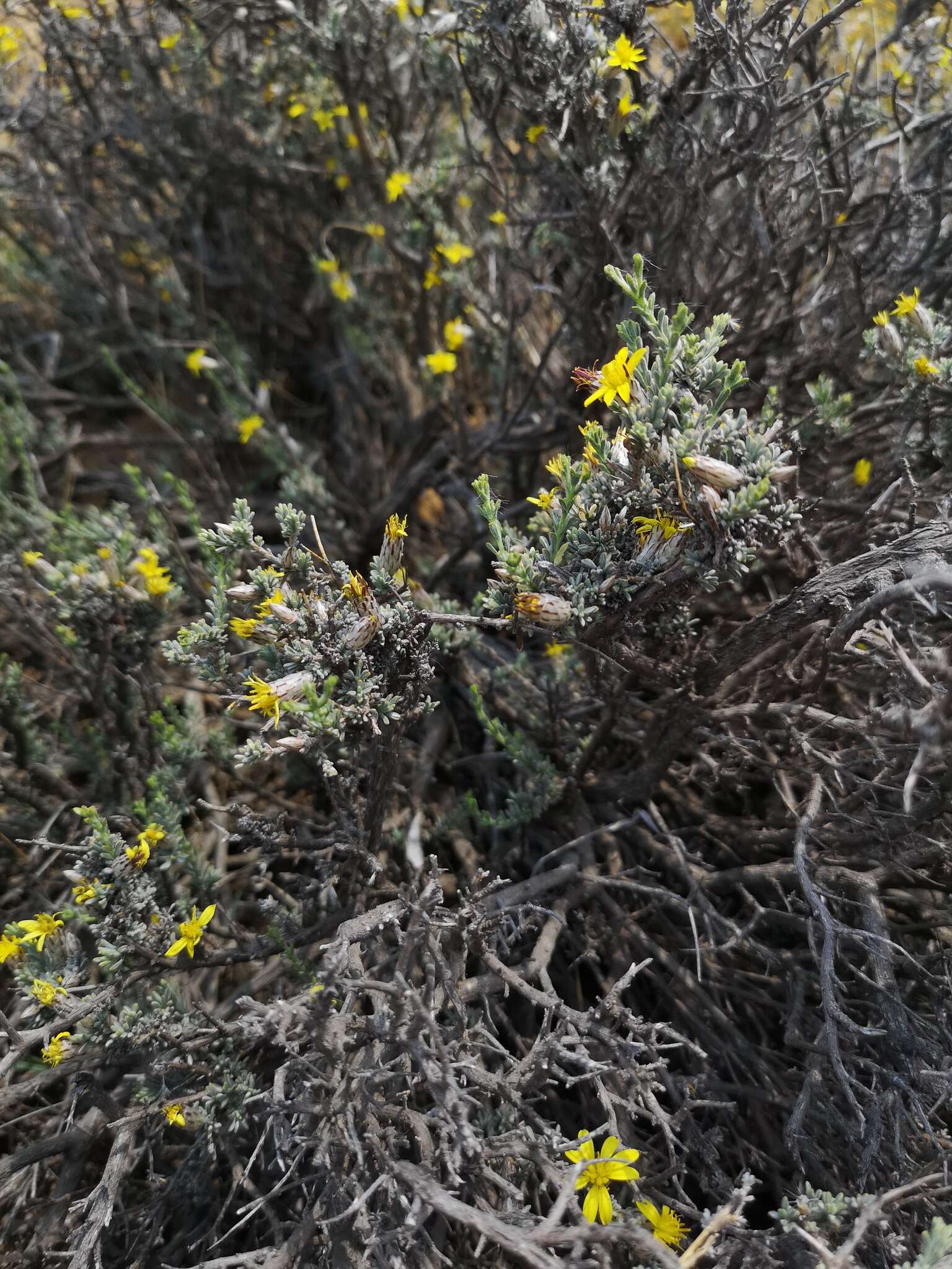 Imagem de Oedera glandulosa (Thunb.) N. G. Bergh