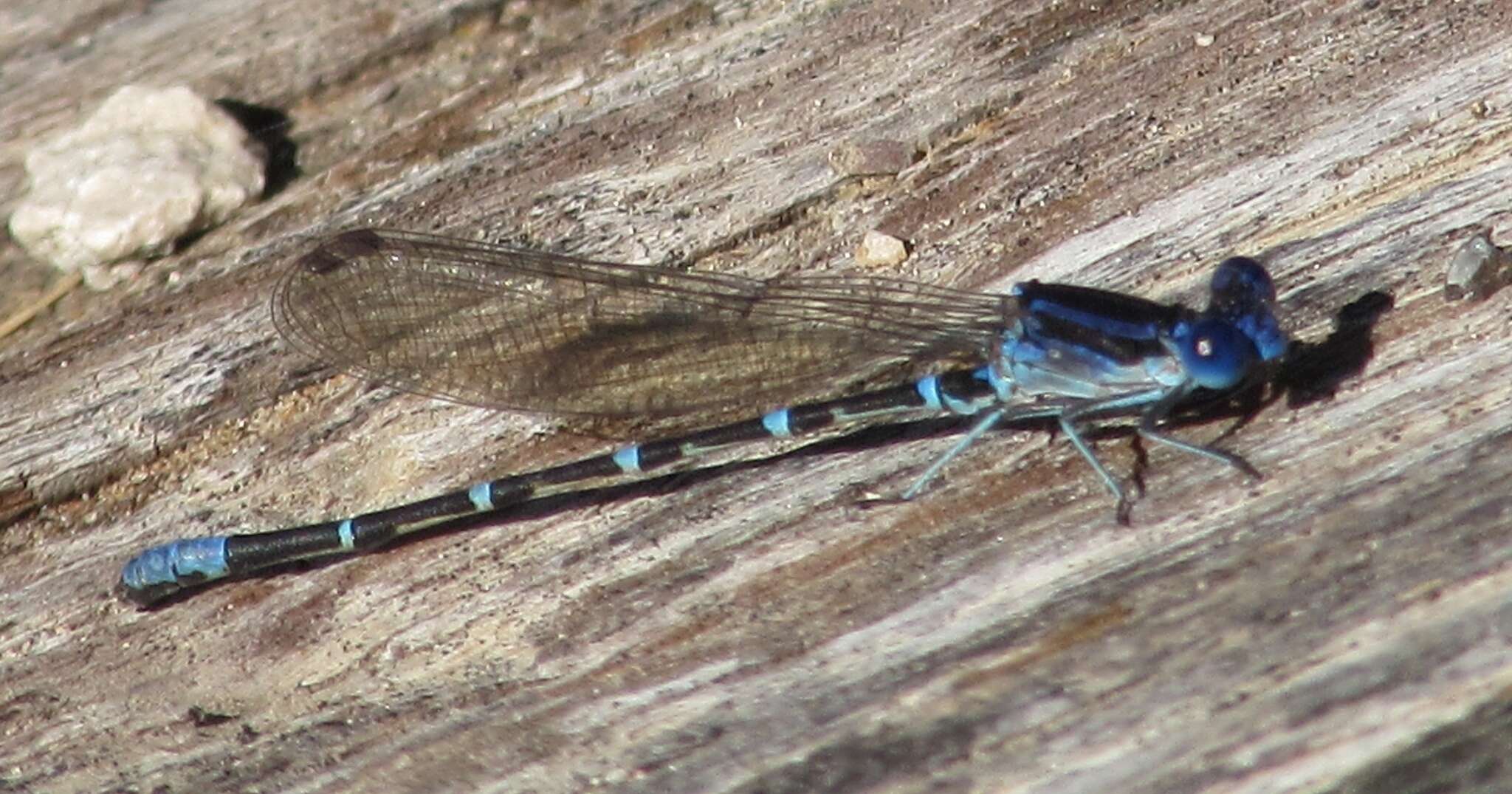 Image of Blue-ringed Dancer