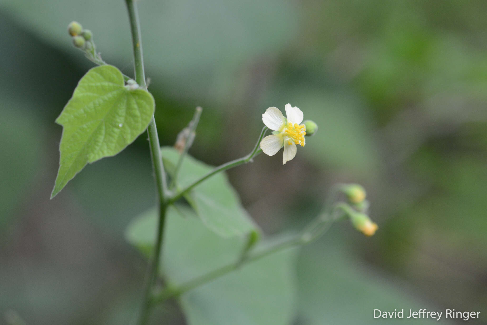 Image of big yellow velvetleaf