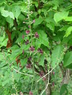 Image of Veratrum maackii Regel