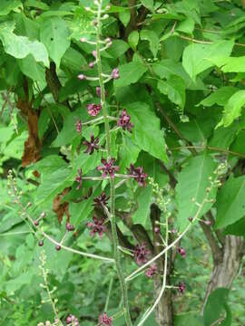 Image of Veratrum maackii Regel