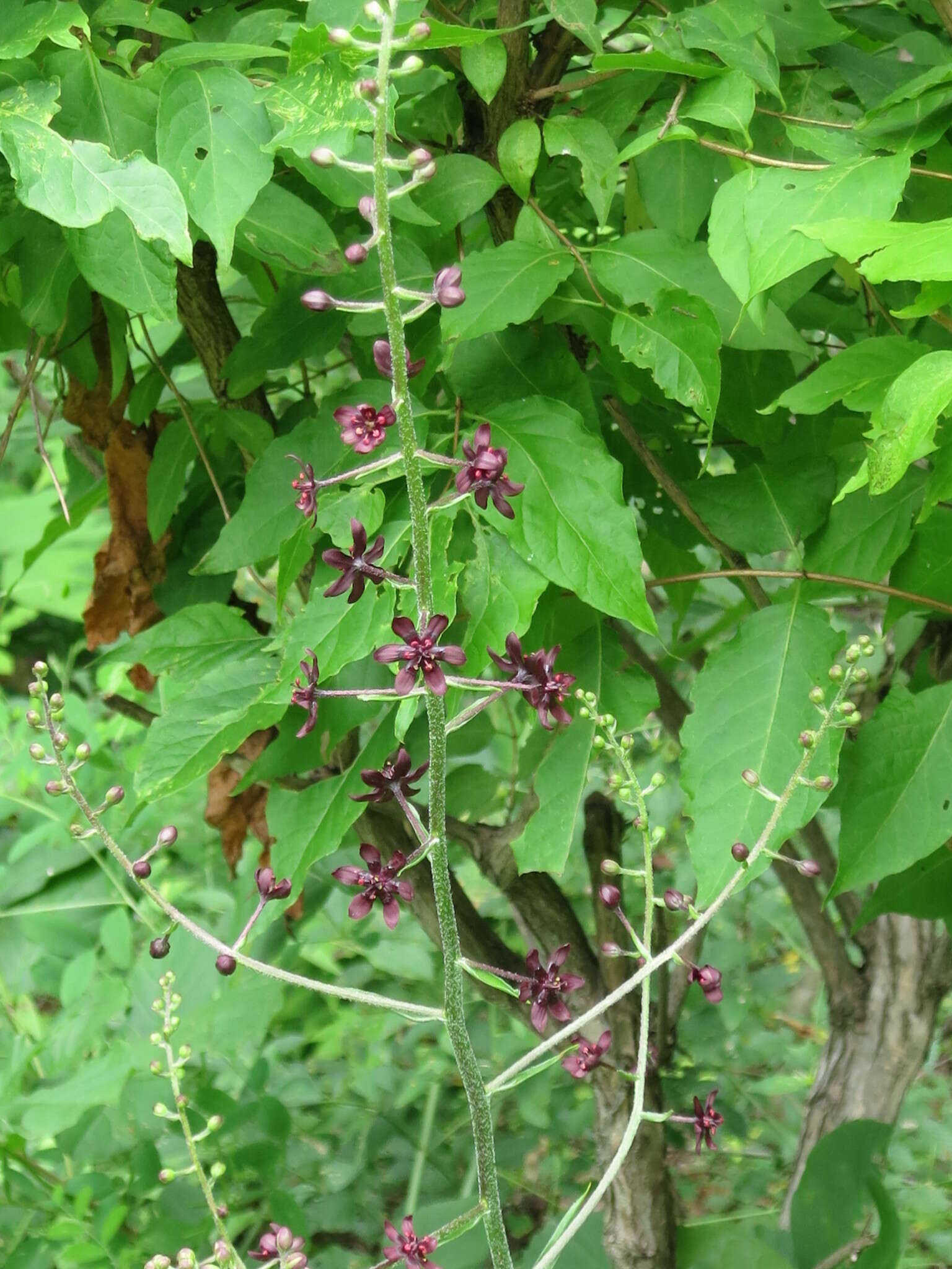 Image of Veratrum maackii Regel