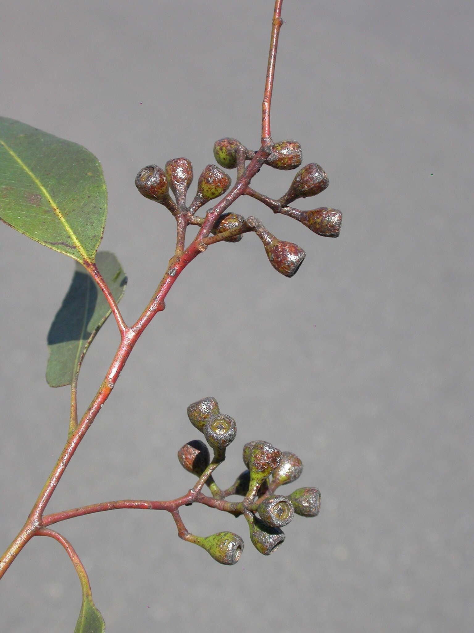 Image of Eucalyptus melanoleuca S. T. Blake