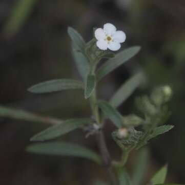 Image of Lithospermum indecorum I. M. Johnston