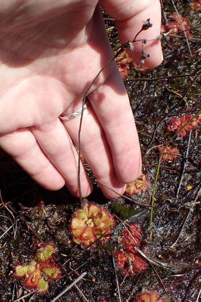 Image of Drosera cuneifolia L. fil.