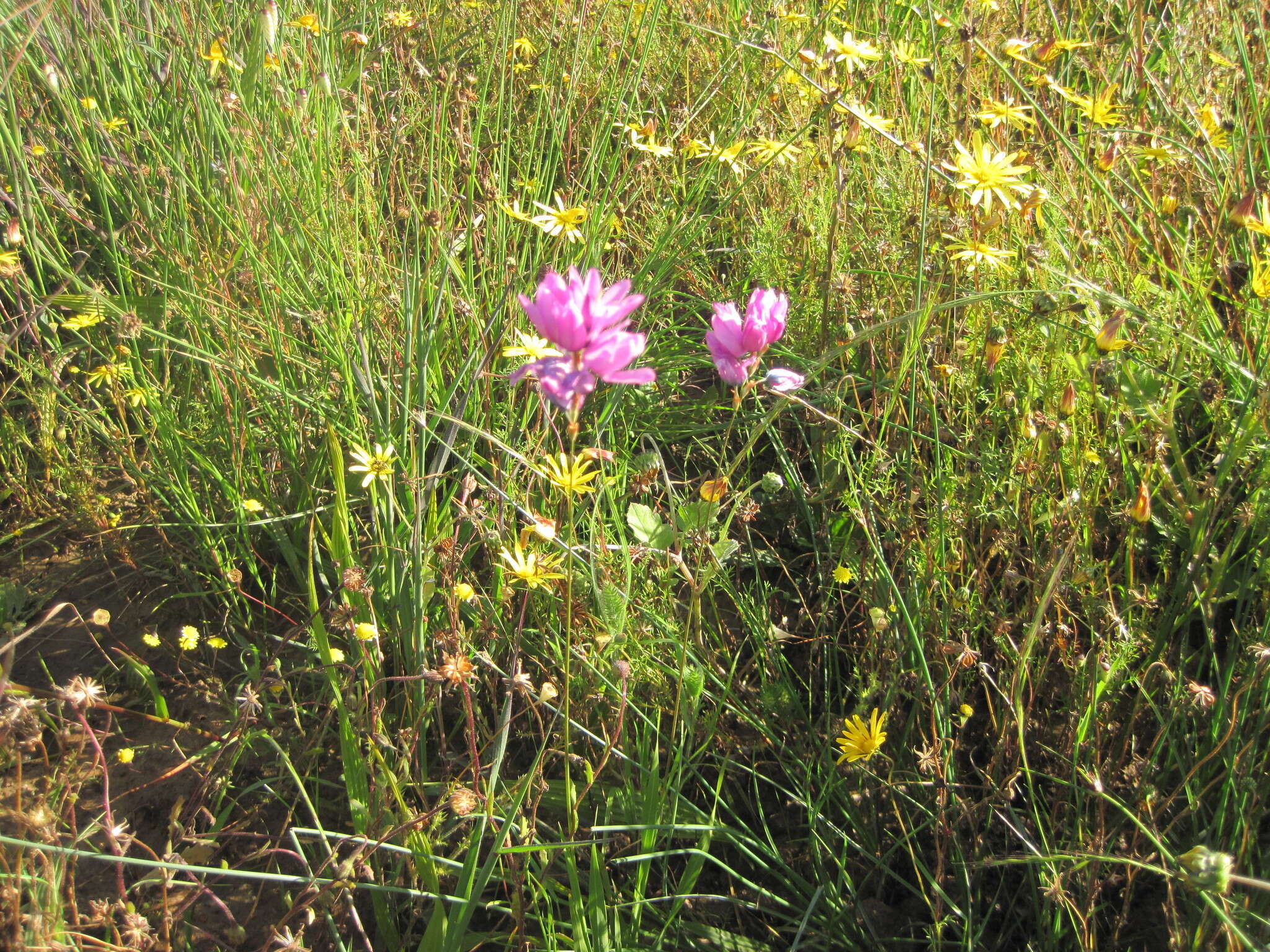 Image of Ixia abbreviata Houtt.