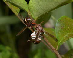 Image of Polistes stigma townsvillensis Giordani Soika 1975