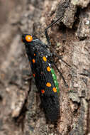 Imagem de Desudaba maculata Distant 1892