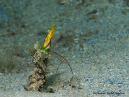 Image of Bluethroat Pikeblenny