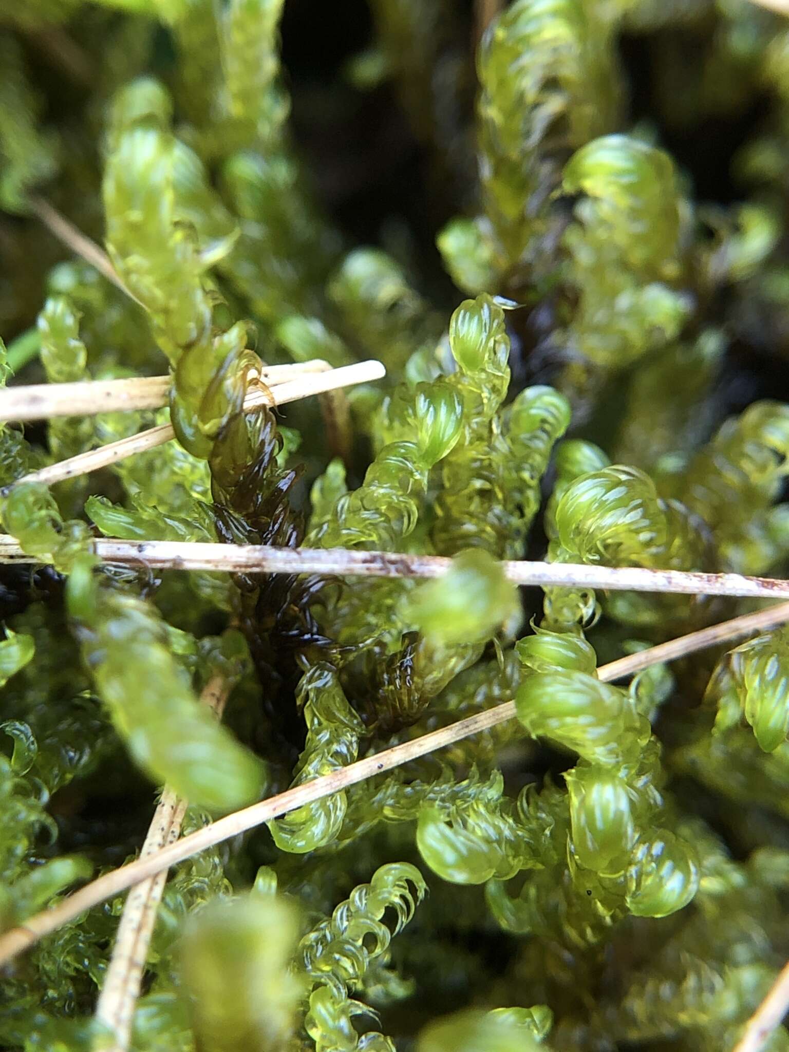 Image of Scorpidium cossonii Hedenäs 1989